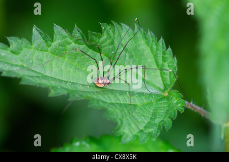 Harvestman Leiobunum Rotundum Erwachsenen im Ruhezustand auf einem Nesselblatt Stockfoto