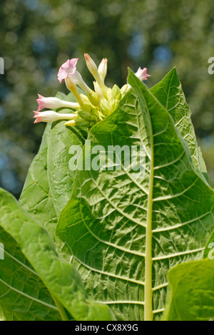 Tabakpflanze. Nicotiana Tabacum. Stockfoto