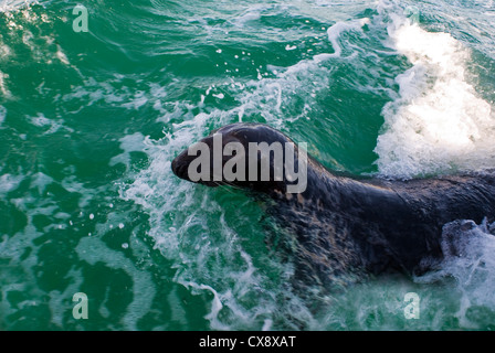 Grau zu versiegeln, Halichoerus Grypus schwimmen auf der Oberfläche Stockfoto