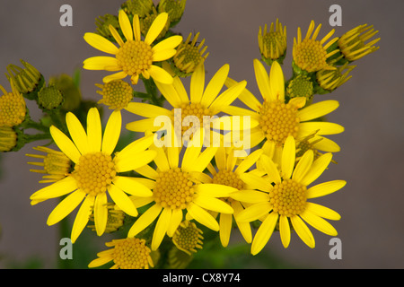 Gemeinsamen Kreuzkraut Senecio Jacobaea Nahaufnahmen von Blumen Stockfoto