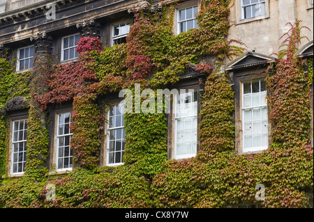 Schiebefenster der georgianischen Gebäude in wildem Wein in Bath Somerset England Großbritannien abgedeckt Stockfoto