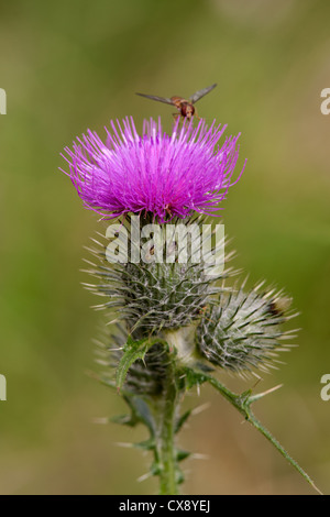 Speer Distel Cirsium Vulgare Nahaufnahme Blume mit Hoverfly Stockfoto