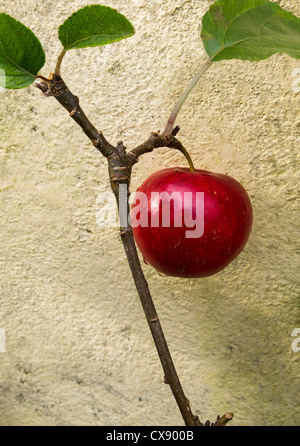 Ein erschreckend rote Reife Essen Apfel von einem Garten Apfelbaum hängen Stockfoto