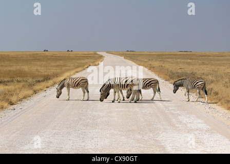 Herde von Burchell´s Zebras Straße in Etosha Wildpark, Okaukuejo Wasserstelle überqueren. Namibia Stockfoto