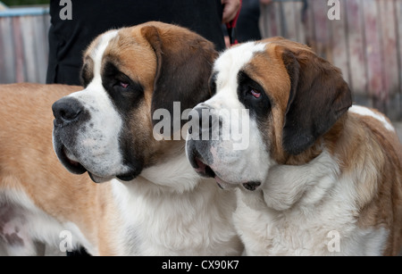 Paar reinrassige Bernhardiner Hunde Stockfoto