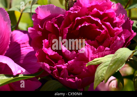 Nahaufnahme einer Pfingstrose Blume in einem Garten, Frühling, Saarland/Deutschland Stockfoto