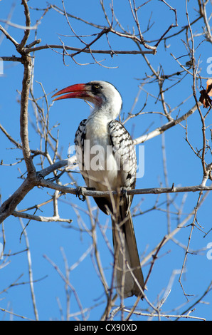 Tansania rot-billed (Ruaha) Hornbill Stockfoto