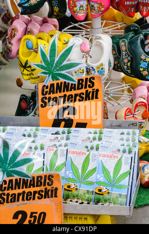 Boxen-Samen zum Verkauf in Amsterdamer Blumenmarkt Stockfoto