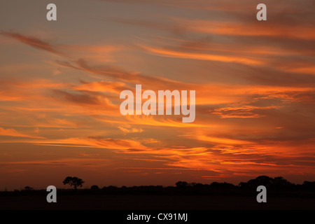 Eine atemberaubende strahlend orange feurigen Sonnenuntergang Himmel in Norfolk, England. Bäume zu durchbohren, der Horizont & Skyline mit dramatischen Effekt Stockfoto