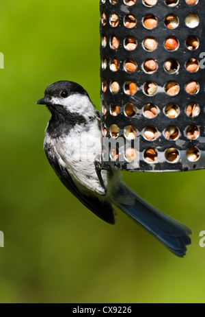 Schwarz-Capped Chickadeel und Futterhäuschen hautnah Stockfoto