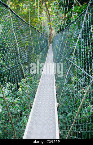 Überdachunggehweg im Taman Negara Nationalpark in Zentral-Malaysia Stockfoto