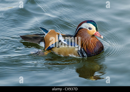 Mandarin Ente auf dem Teich Stockfoto