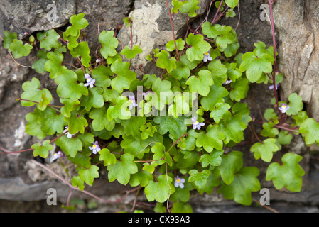 Efeu-leaved Leinkraut, Mutter von Tausenden, Kenilworth Ivy, Abel. Cymbalaria Muralis, wachsen auf einer Steinmauer, Wales. UK Stockfoto