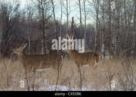 White-tailed Buck und Doe im winter Stockfoto