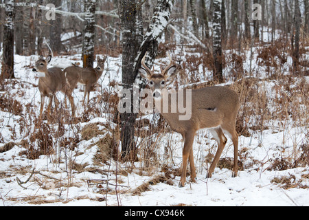 Weiß - angebundene Rotwild im winter Stockfoto