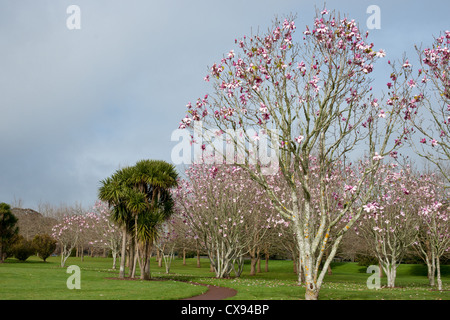 Bäume in Blüte im Park. Stockfoto