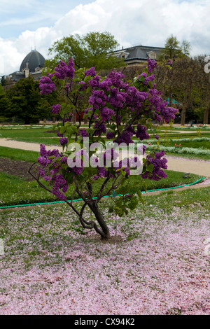 Lila Baum in voller Blüte mit einem Teppich von Apple Blossom Blütenblätter im Jardin des Plantes, Paris, Frankreich Stockfoto