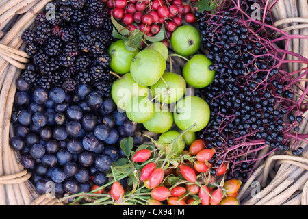 Früchte aus der Hecke in einem Korb gesammelt. Stockfoto