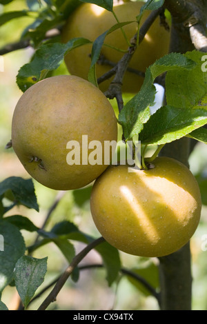 Malus 'Egremont Russet'. Äpfel wachsen in einem englischen Garten. Stockfoto