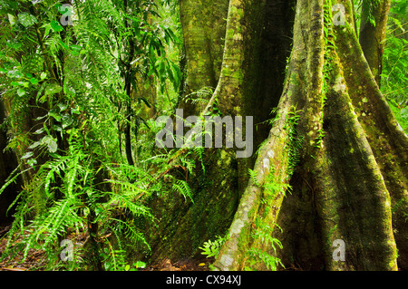 Riesige Wurzel eines uralten Regenwaldbaums im Dorrigo National Park. Stockfoto