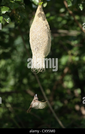 Baya Weaver Weibchen fliegen in ihr Nest - Ploceus Philippinus - Andhra Pradesh in Indien Stockfoto