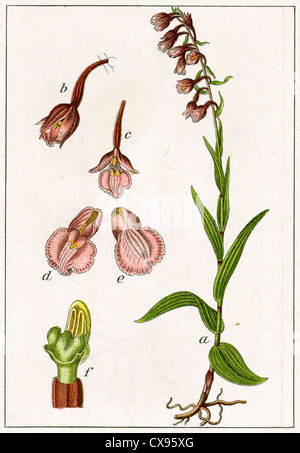 Epipactis palustris Stockfoto