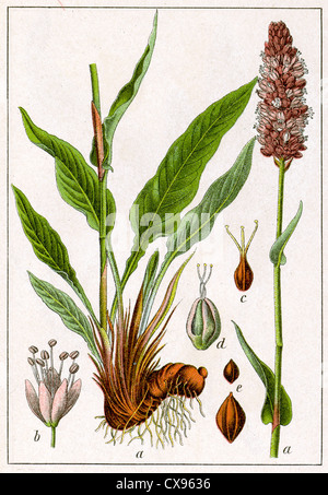 Polygonum bistorta Stockfoto