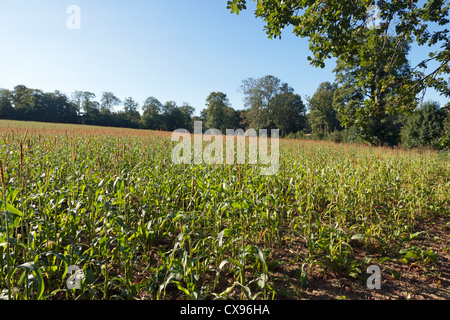 Maisfeld in West Sussex Stockfoto
