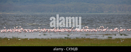Eine Reihe von Flamingos am Rande des Lake Nakuru, Kenia. Stockfoto