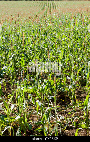 Maisfeld in West Sussex Stockfoto