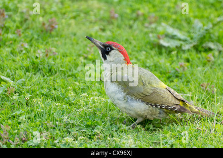 Ein weiblicher Grünspecht (Picus Viridis) sucht den Rasen für Ameisen. Stockfoto