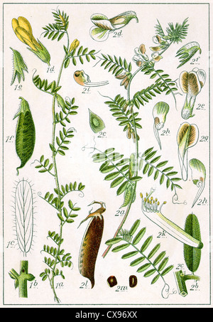 Vicia Lutea - Vicia pannonica Stockfoto