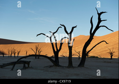 Die roten Dünen von Sossusvlei Namibia und die 500 Jahre alte Akazie Baum Reste von Deadsvlei Stockfoto