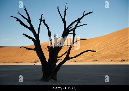 Die roten Dünen von Sossusvlei Namibia und die 500 Jahre alte Akazie Baum Reste von Deadsvlei Stockfoto