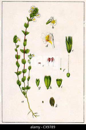 Euphrasia nemorosa Stockfoto