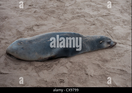 African seal Pup Nickerchen am Strand von Cape Cross, Namibia an der Skelettküste. Stockfoto