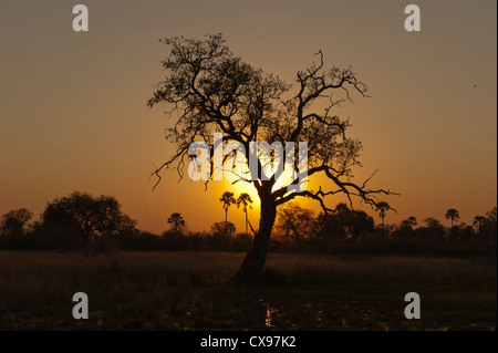 Afrikanischen Sonnenuntergang über dem Okovonga-Delta in Botswana, umrahmt von einem Baum Stockfoto