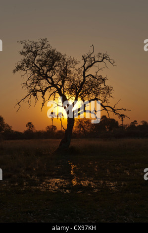 Afrikanischen Sonnenuntergang über dem Okovonga-Delta in Botswana, umrahmt von einem Baum Stockfoto