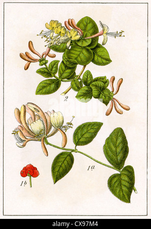 Lonicera Periclymenum - Lonicera caprifolium Stockfoto