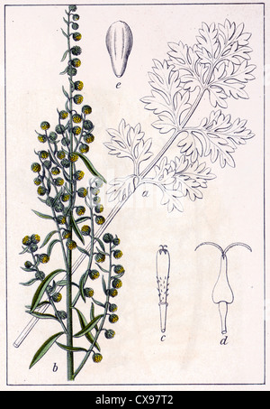 Artemisia absinthium Stockfoto