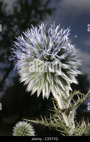 Bild: Steve Race - der kleine Globus Distel (Echinops Ritro) in Blüte, Katalonien, Spanien. Stockfoto