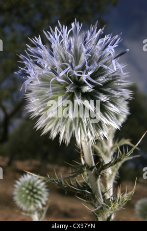 Bild: Steve Race - der kleine Globus Distel (Echinops Ritro) in Blüte, Katalonien, Spanien. Stockfoto