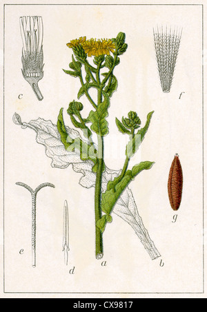 Picris hieracioides Stockfoto