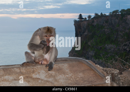 Langschwänzigen Macaqua in der Nähe von Pura Luhur Uluwatu Stockfoto