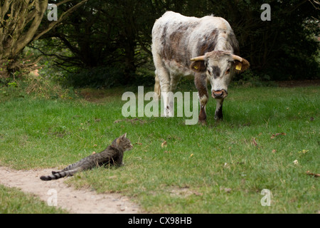 Eine junge englische Longhorn Kuh nähert sich vorsichtig eine Katze. Stockfoto