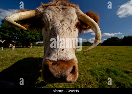 Ein frontal Foto einer englischen Longhorn Kuh. Stockfoto