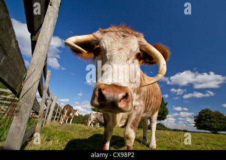 Eine neugierige English Longhorn Kuh starrt direkt auf das Objektiv. Stockfoto