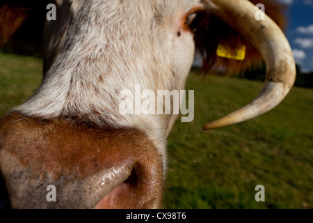 Eine Nahaufnahme von einem englischen Longhorn Kuh Gesicht. Stockfoto