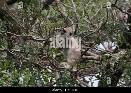 Graue Languren, Presbytis Entellus, Sri Lanka Stockfoto