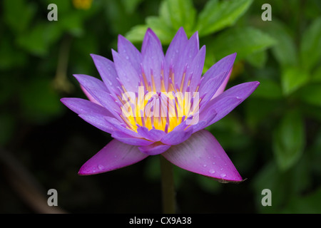 Seerose, blauen Lotus oder blaue Sterne, Nymphaea Stellata, die nationale Blume von Sri Lanka Stockfoto